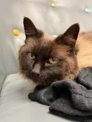 Lost Female Cat last seen Near S, Spanish Fork, UT 84660