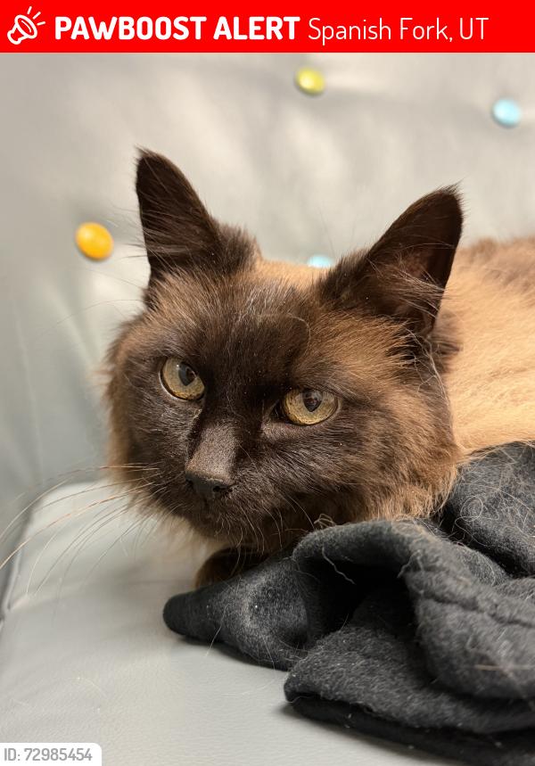 Lost Female Cat last seen Near S, Spanish Fork, UT 84660