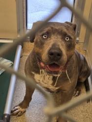 Shelter Stray Male Dog last seen Near block of at alberta Dr, Hamilton, OH, 1820 Princeton Rd, Hamilton, OH 45011, USA