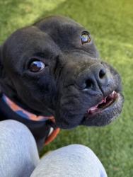 Shelter Stray Female Dog last seen Near Old York Rd, 21218, MD, 301 Stockholm St, Baltimore, MD 21230, USA