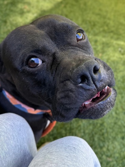 Shelter Stray Female Dog last seen Near Old York Rd, 21218, MD, 301 Stockholm St, Baltimore, MD 21230, USA