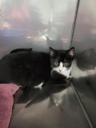 Shelter Stray Female Cat last seen Near E 296th St, Atlanta City, IN, 10501 Hague Rd, Fishers, IN 46038, USA