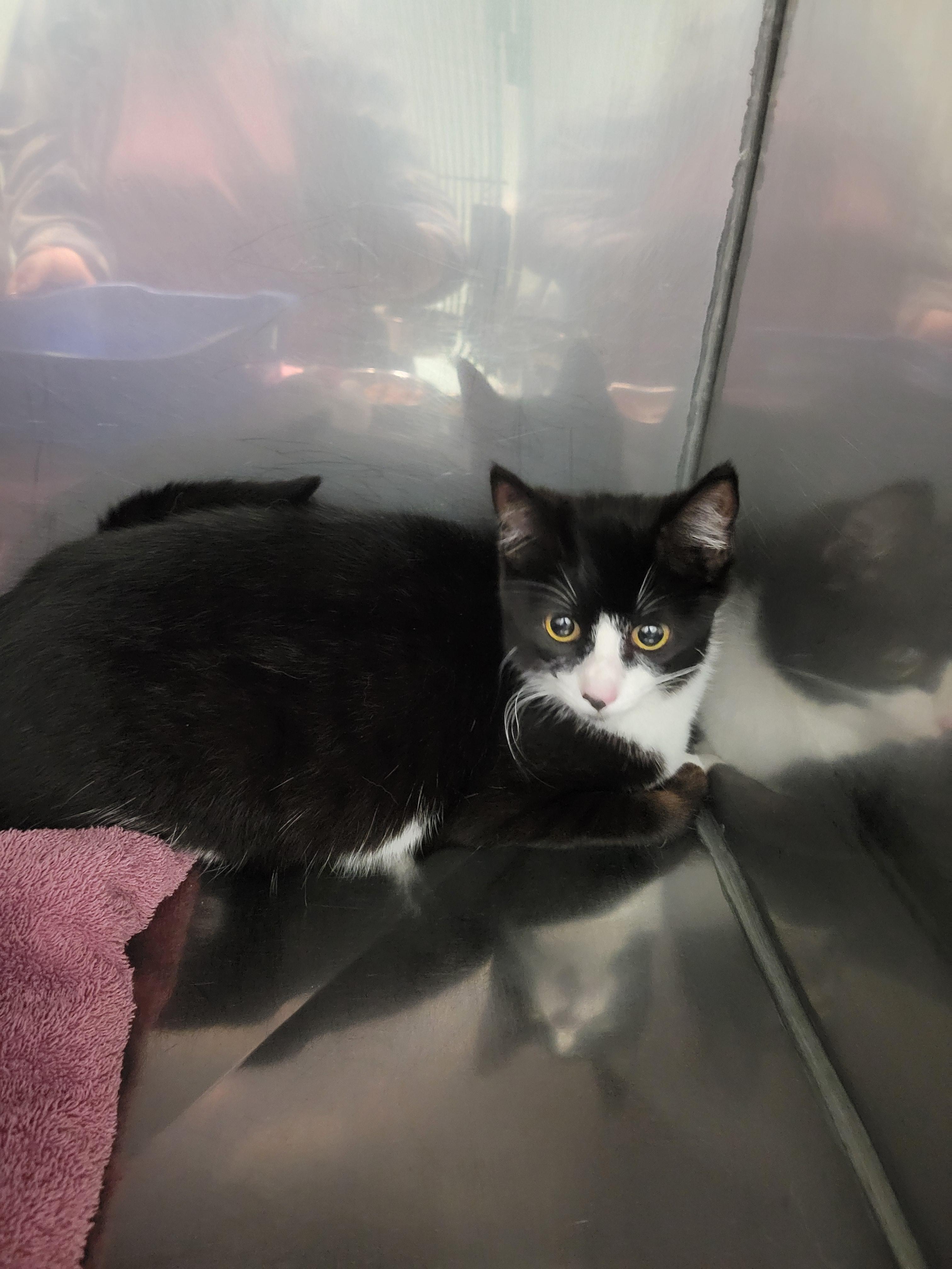 Shelter Stray Female Cat last seen Near E 296th St, Atlanta City, IN, 10501 Hague Rd, Fishers, IN 46038, USA
