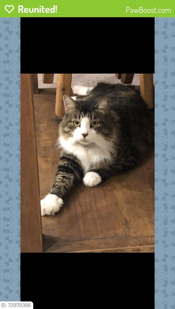 Reunited Male Cat last seen Near Lakr Arlington Lane (Water’s Edge), Houston, TX 77044