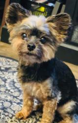 Found/Stray Female Dog last seen Theatre, Missouri City, TX 77489