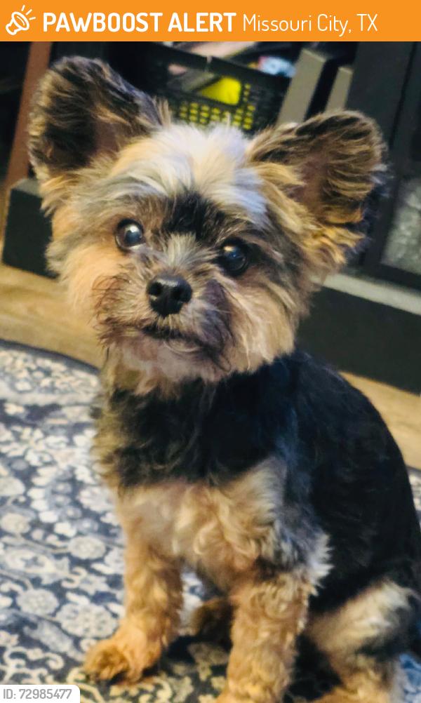 Found/Stray Female Dog last seen Theatre, Missouri City, TX 77489
