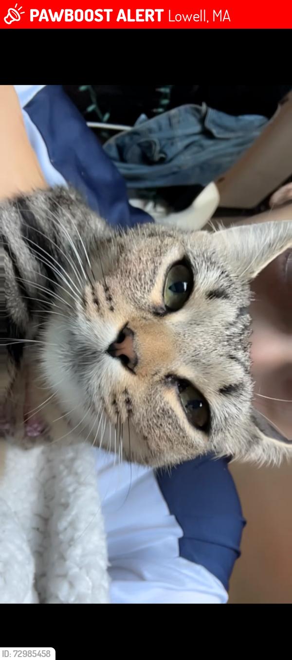 Lost Female Cat last seen Near east Merrimack , Lowell, MA 01852