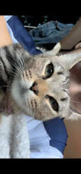 Lost Female Cat last seen Near east Merrimack , Lowell, MA 01852