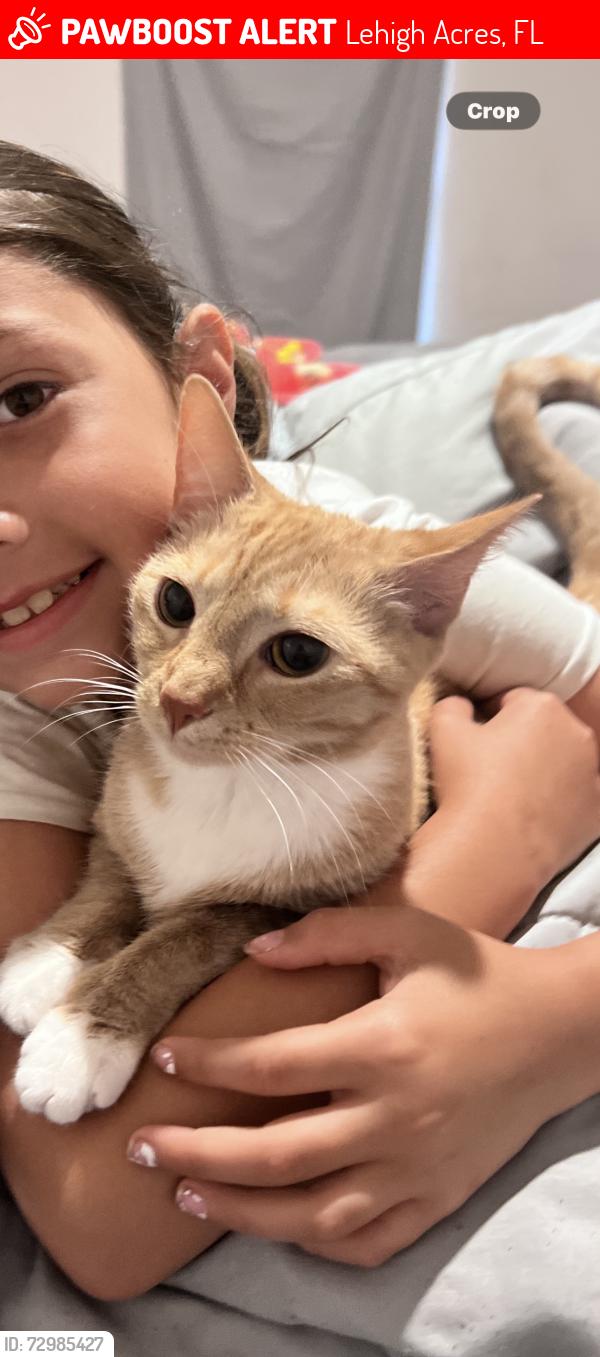 Lost Female Cat last seen Lystra Ave / La Salle Ave / Blackstone Dr / 82 / Fort Myers-Lehigh Acres, Lehigh Acres, FL 33913