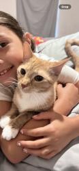 Lost Female Cat last seen Lystra Ave / La Salle Ave / Blackstone Dr / 82 / Fort Myers-Lehigh Acres, Lehigh Acres, FL 33913