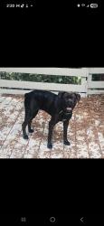 Found/Stray Female Dog last seen Waterman ave/34th street , San Bernardino, CA 92404