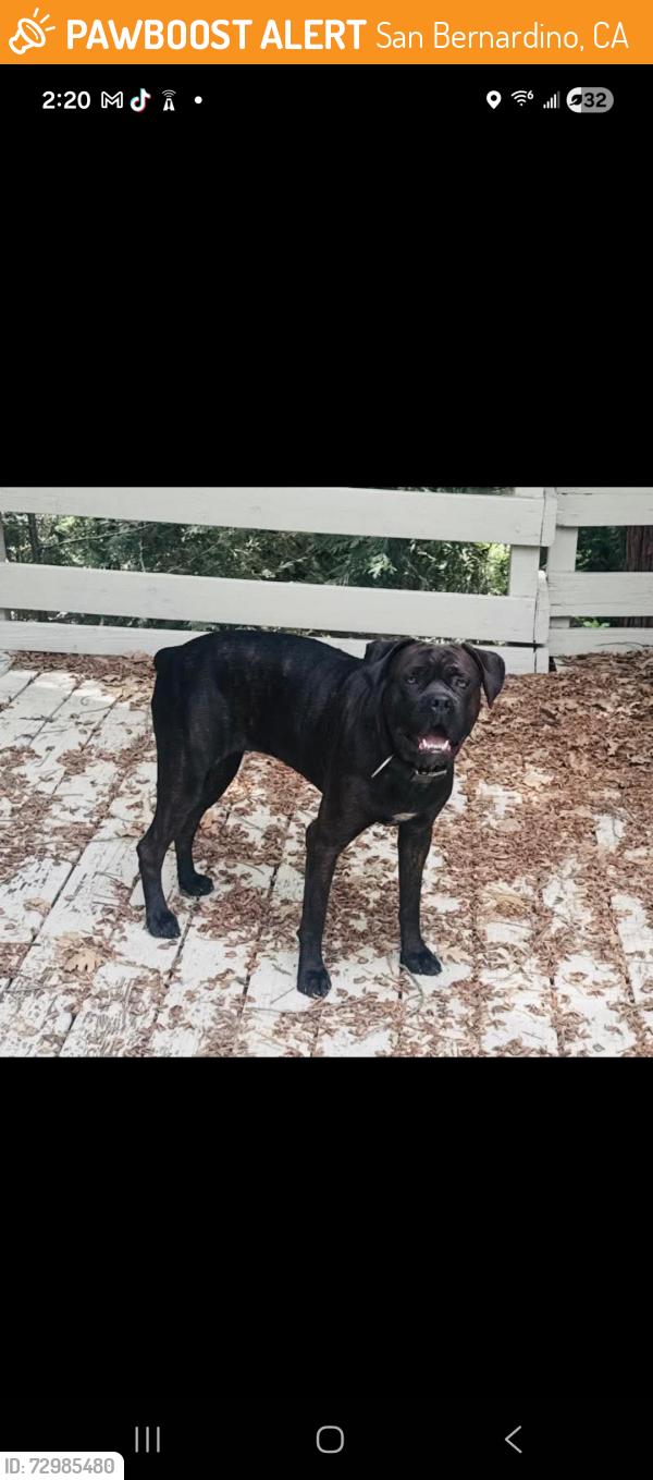 Found/Stray Female Dog last seen Waterman ave/34th street , San Bernardino, CA 92404
