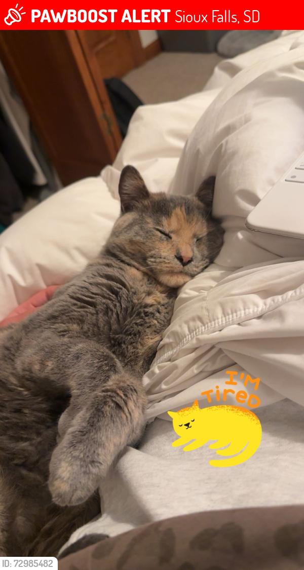 Lost Female Cat last seen 85th and Western, Sioux Falls, SD 57108