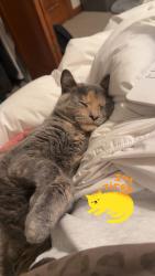 Reunited Female Cat last seen 85th and Western, Sioux Falls, SD 57108
