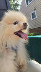 Reunited Male Dog last seen Detroit and Parkhaven Row near GetGo, Lakewood, OH 44107