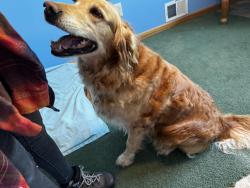 Found/Stray Female Dog last seen Near where Cherry valley hill rd and mt hunger rd meet, Maine, NY 13802