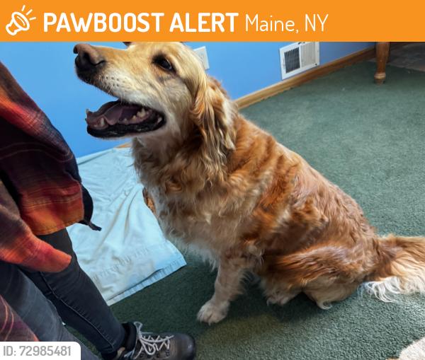 Found/Stray Female Dog last seen Near where Cherry valley hill rd and mt hunger rd meet, Maine, NY 13802