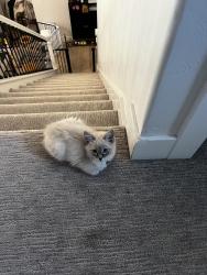 Lost Male Cat last seen park ln , Eagle, ID 83616