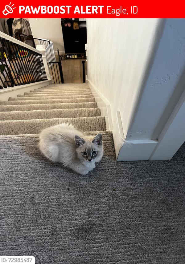 Lost Male Cat last seen park ln , Eagle, ID 83616
