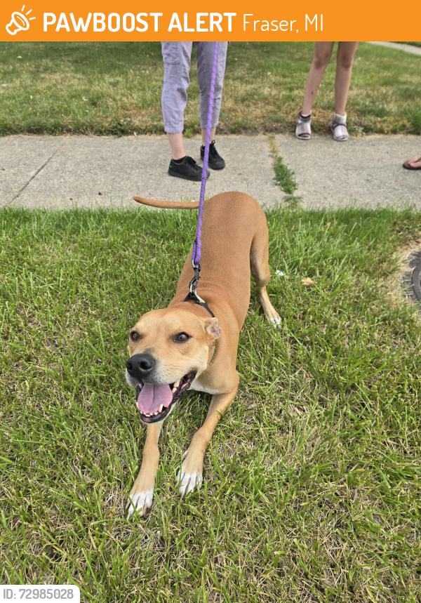 Found/Stray Female Dog last seen Adolph and Janet, Fraser, MI 48026