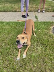 Found/Stray Female Dog last seen Adolph and Janet, Fraser, MI 48026