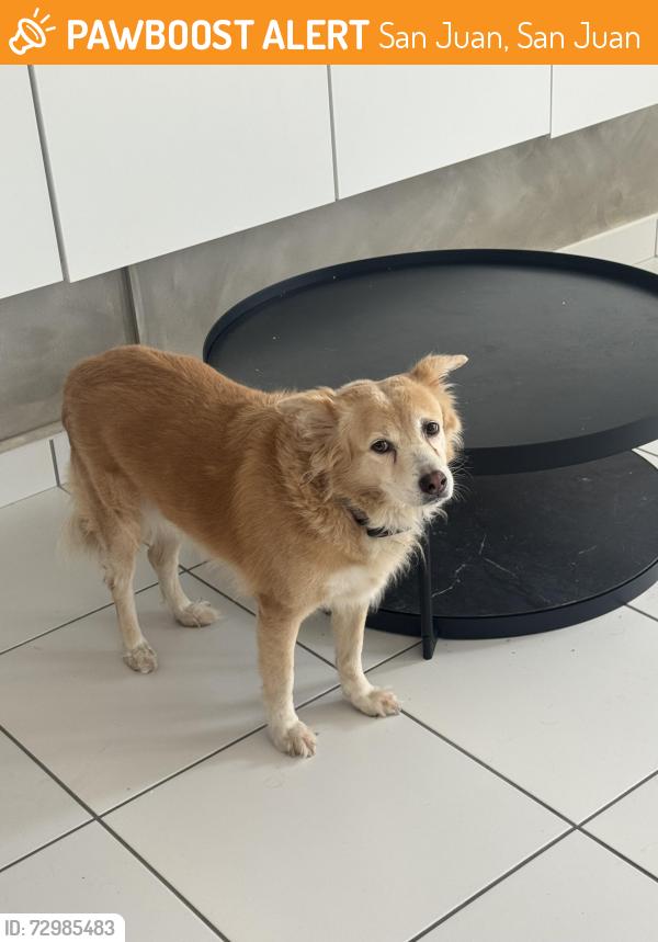 Found/Stray Female Dog last seen Centro Médico San Juan Puerto Rico, San Juan, San Juan 00908