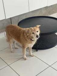 Found/Stray Female Dog last seen Centro Médico San Juan Puerto Rico, San Juan, San Juan 00908