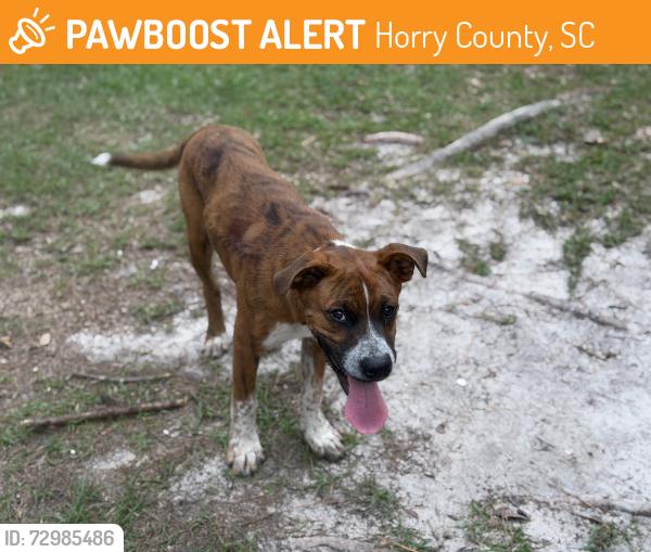 Found/Stray Male Dog last seen Kappa Rd and Kennesaw Rd Loris SC, Horry County, SC 29569