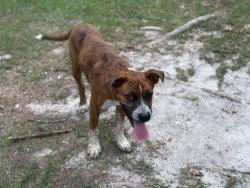 Found/Stray Male Dog last seen Kappa Rd and Kennesaw Rd Loris SC, Horry County, SC 29569