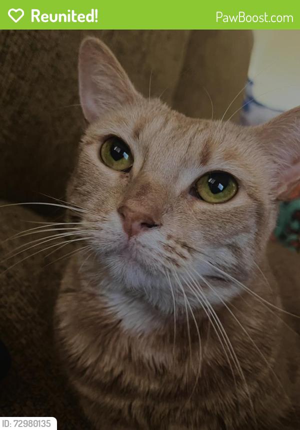 Reunited Female Cat last seen 71st and Peoria , Peoria, AZ 85345