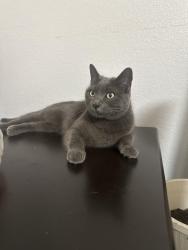 Reunited Female Cat last seen Wyco park, Northglenn, CO 80233