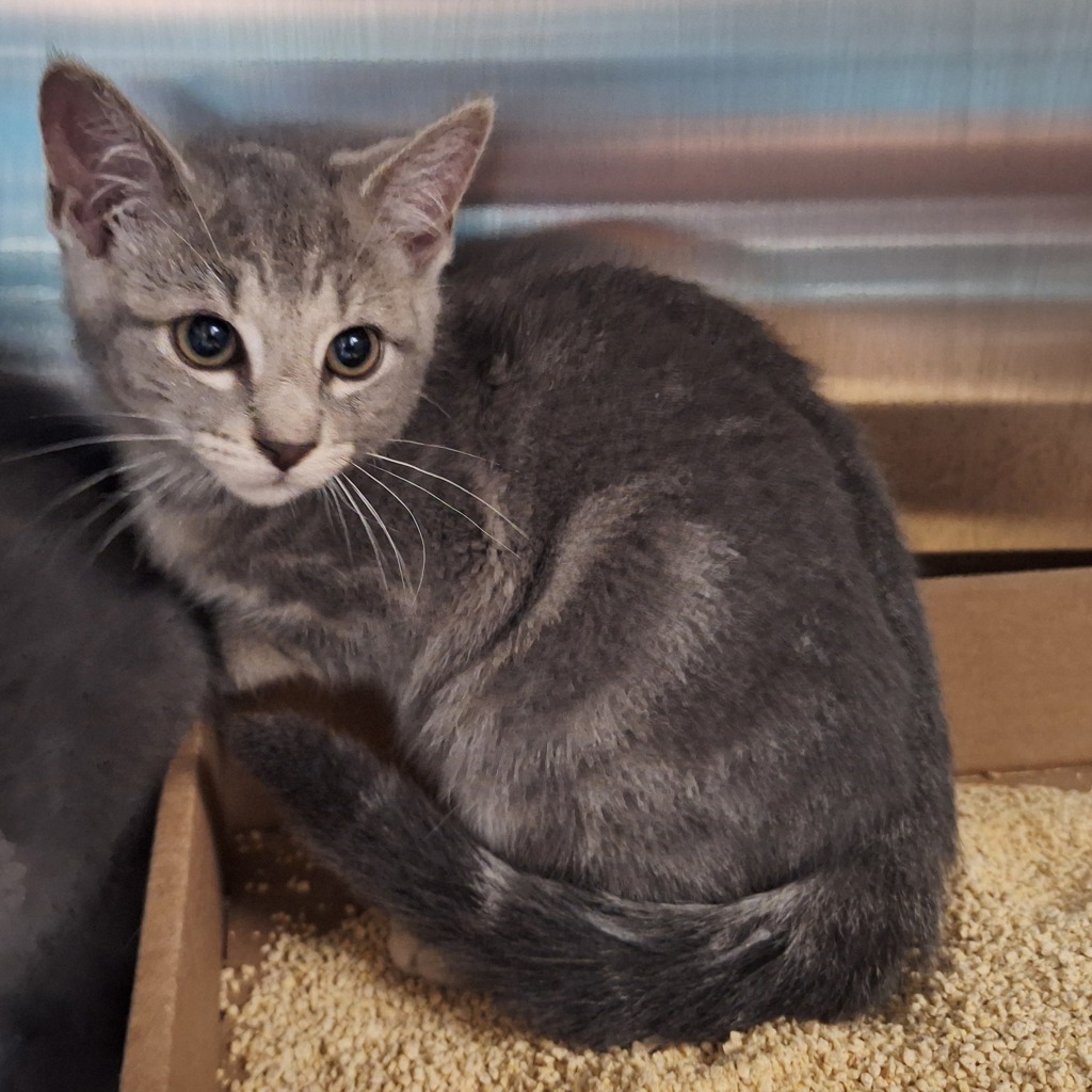 Shelter Stray Female Cat last seen Near Gordon Street, STATEN ISLAND, NY, 10304, 3139 Veterans Rd W, Staten Island, NY 10309, USA
