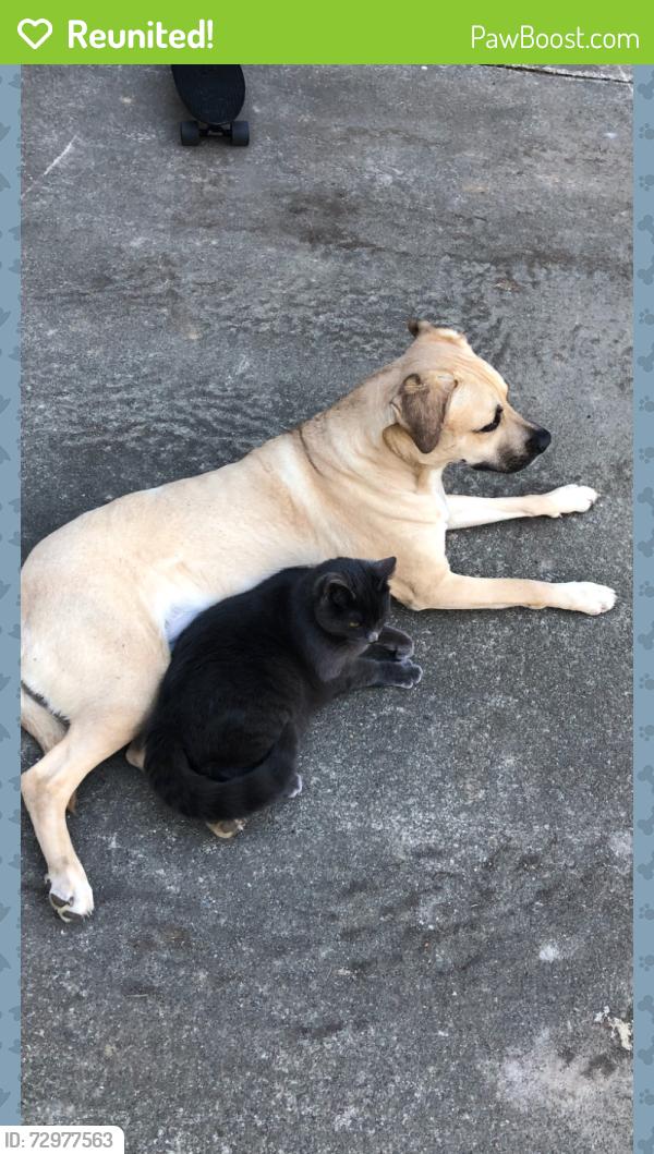 Reunited Female Dog last seen Gravelly Beach loop, Olympia, WA 98502