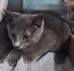 Shelter Stray Male Cat last seen Near Gordon Street, STATEN ISLAND, NY, 10304, 3139 Veterans Rd W, Staten Island, NY 10309, USA