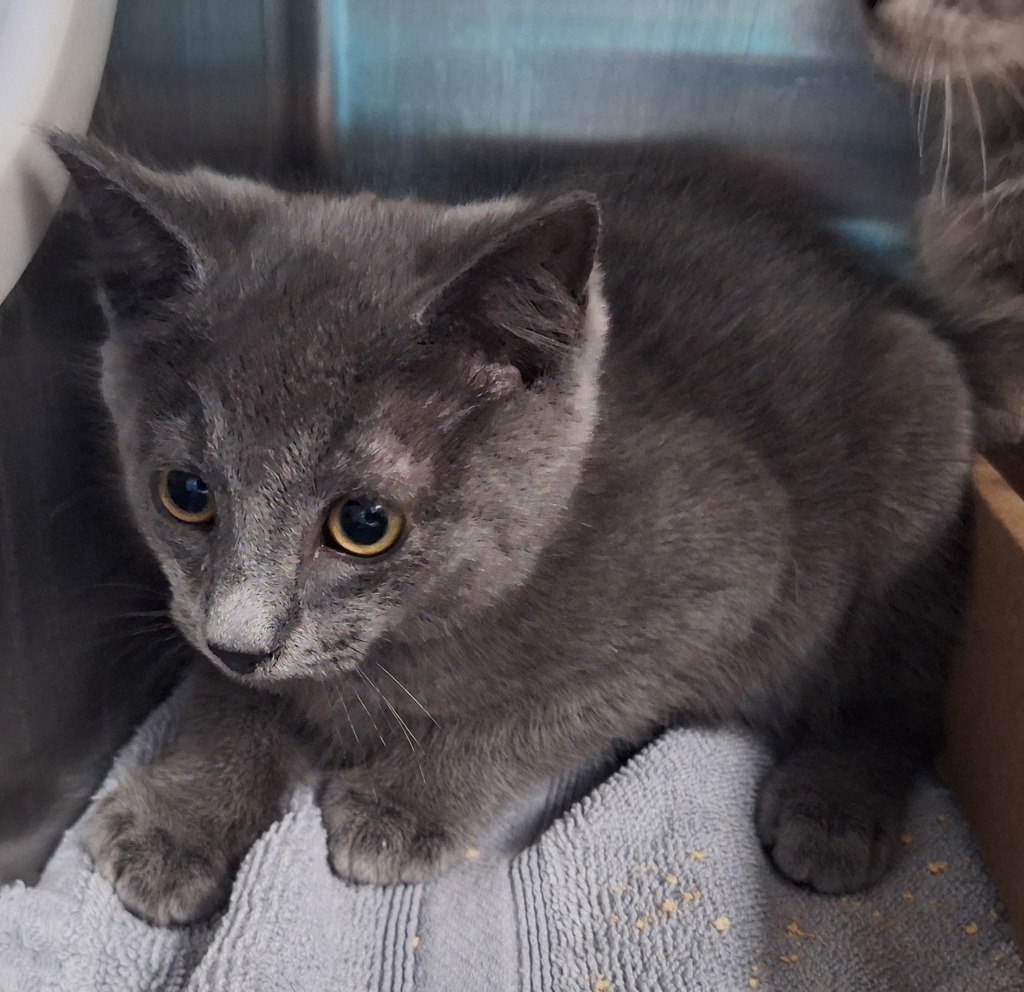 Shelter Stray Male Cat last seen Near Gordon Street, STATEN ISLAND, NY, 10304, 3139 Veterans Rd W, Staten Island, NY 10309, USA