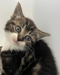 Shelter Stray Female Cat last seen Dongan Hills Avenue, STATEN ISLAND, NY, 10306, 3139 Veterans Rd W, Staten Island, NY 10309, USA