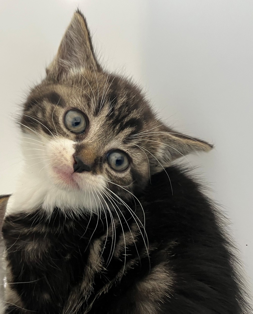 Shelter Stray Female Cat last seen Dongan Hills Avenue, STATEN ISLAND, NY, 10306, 3139 Veterans Rd W, Staten Island, NY 10309, USA