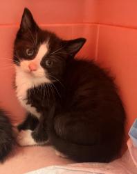 Shelter Stray Female Cat last seen Dongan Hills Avenue, STATEN ISLAND, NY, 10306, 3139 Veterans Rd W, Staten Island, NY 10309, USA