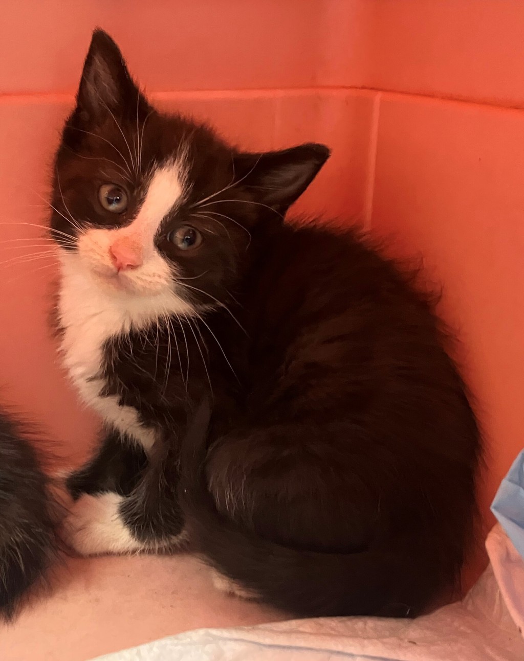 Shelter Stray Female Cat last seen Dongan Hills Avenue, STATEN ISLAND, NY, 10306, 3139 Veterans Rd W, Staten Island, NY 10309, USA