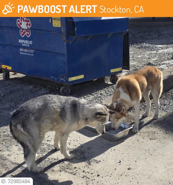 Found/Stray Male Dog last seen McCoy Ave, Stockton, CA 95202
