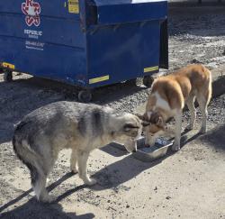 Found/Stray Male Dog last seen McCoy Ave, Stockton, CA 95202