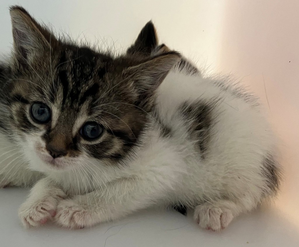 Shelter Stray Female Cat last seen Dongan Hills Avenue, STATEN ISLAND, NY, 10306, 3139 Veterans Rd W, Staten Island, NY 10309, USA