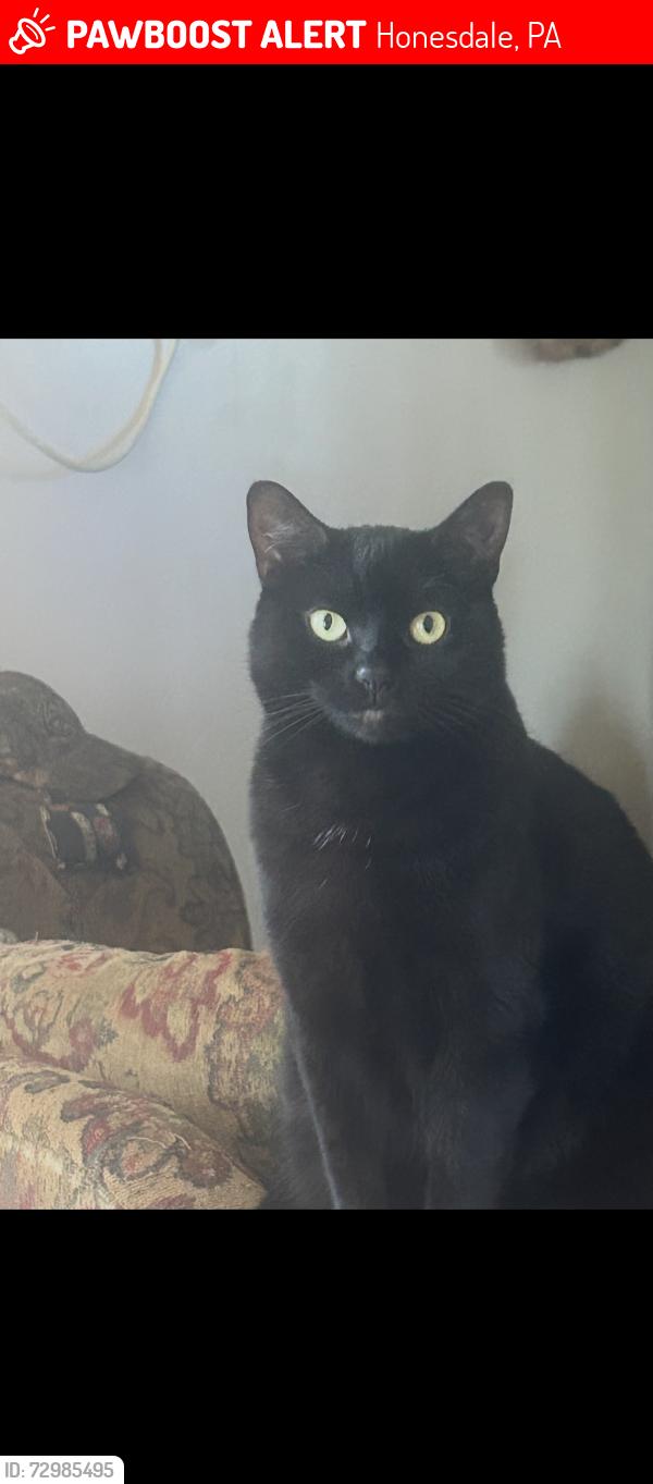 Lost Female Cat last seen Brook Road Honesdale PA, Honesdale, PA 18431