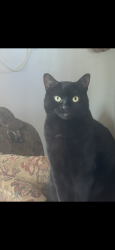 Lost Female Cat last seen Brook Road Honesdale PA, Honesdale, PA 18431
