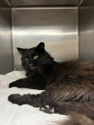 Shelter Stray Male Cat last seen Near N Morton Drive, SALT LAKE CITY, UT, 84116, 511 W 3900 S, Salt Lake City, UT 84123, USA