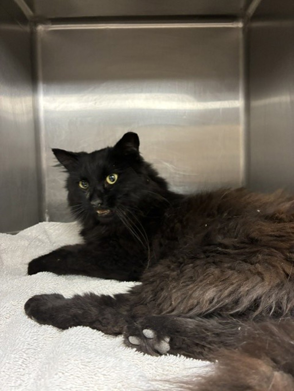 Shelter Stray Male Cat last seen Near N Morton Drive, SALT LAKE CITY, UT, 84116, 511 W 3900 S, Salt Lake City, UT 84123, USA