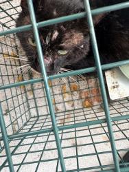 Shelter Stray Male Cat last seen FL, 5100 W Eau Gallie Blvd, Melbourne, FL 32934, USA