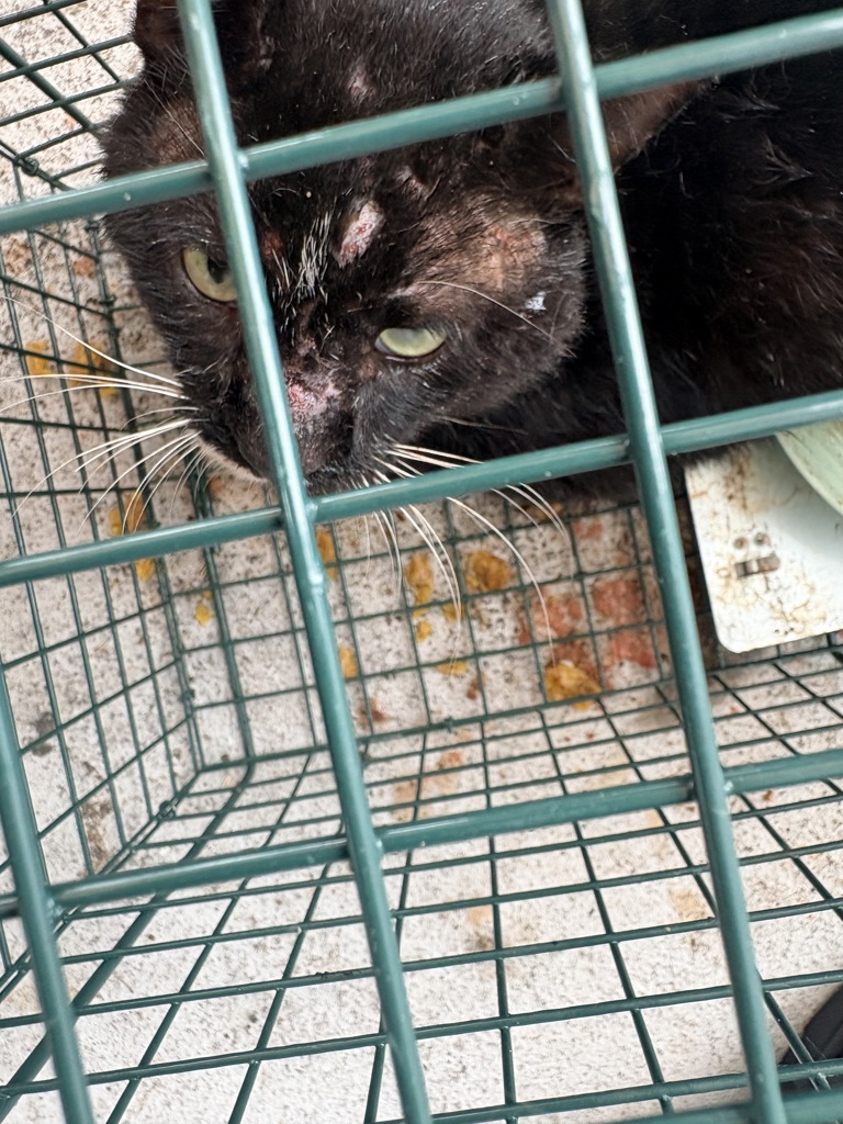 Shelter Stray Male Cat last seen FL, 5100 W Eau Gallie Blvd, Melbourne, FL 32934, USA