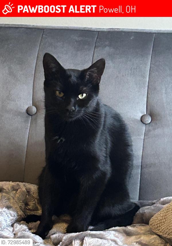 Lost Female Cat last seen Woodspring drive, Powell ohio, Powell, OH 43065