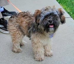 Shelter Stray Female Dog last seen Doris Avenue, BROOKLYN PARK, MD, 21225, 411 Maxwell Frye Rd, Millersville, MD 21108, USA